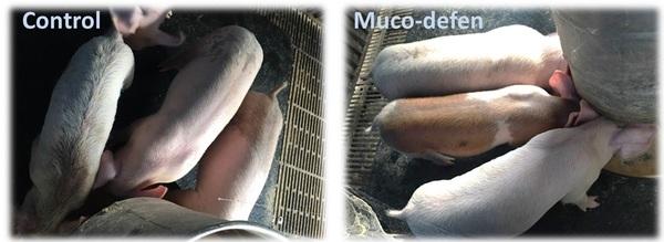 The effect of Muco-defen on weak piglets - Image 1