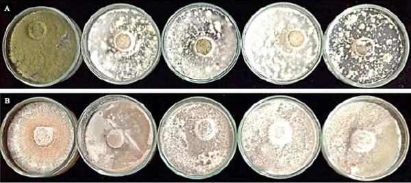 Fungicidal effect of silver nanoparticles on toxigenic fungi in cocoa - Image 4