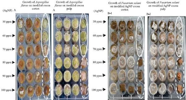 Fungicidal effect of silver nanoparticles on toxigenic fungi in cocoa - Image 6