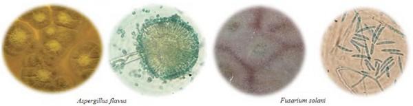 Fungicidal effect of silver nanoparticles on toxigenic fungi in cocoa - Image 3
