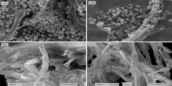 Fungicidal effect of silver nanoparticles on toxigenic fungi in cocoa - Image 7