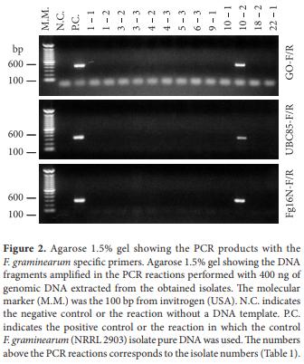 Use of the polymerase chain reaction for detection of Fusarium graminearum in bulgur wheat - Image 5