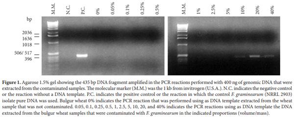 Use of the polymerase chain reaction for detection of Fusarium graminearum in bulgur wheat - Image 1
