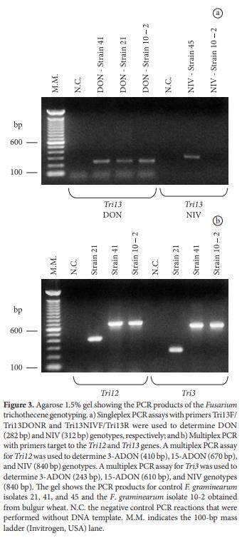 Use of the polymerase chain reaction for detection of Fusarium graminearum in bulgur wheat - Image 6