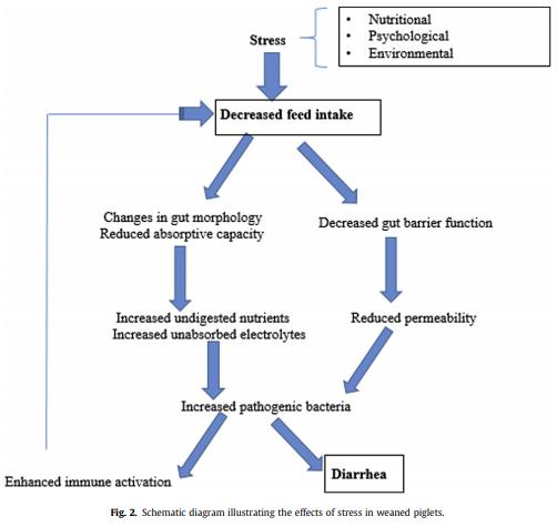 Husbandry practices and gut health outcomes in weaned piglets: A review - Image 2