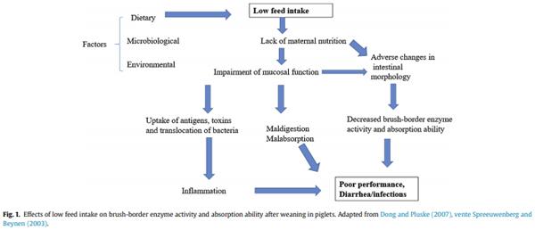 Husbandry practices and gut health outcomes in weaned piglets: A review - Image 1