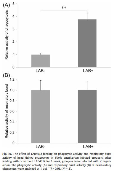 Dietary supplementation of Pediococcus pentosaceus enhances innate immunity, physiological health and resistance to Vibrio anguillarum in orange-spotted grouper (Epinephelus coioides) - Image 14