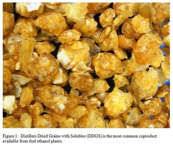 Distillers Dried Grains with Solubles (DDGS) – An Effective and Available Livestock and Poultry Feed Ingredient - Image 1
