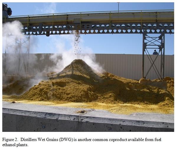 Distillers Dried Grains with Solubles (DDGS) – An Effective and Available Livestock and Poultry Feed Ingredient - Image 2