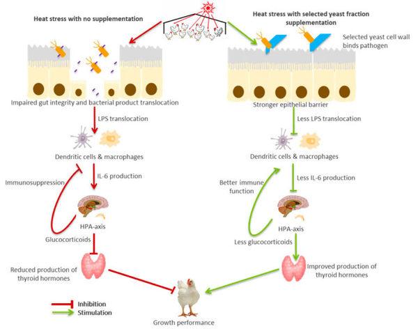 Heat stress: underlying mechanism and mitigation by yeast paraprobiotics - Image 10