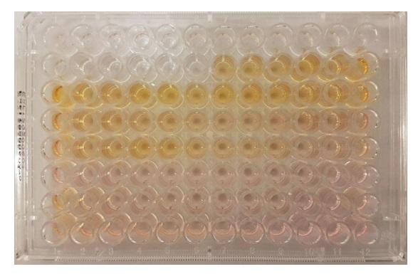 In vitro killing activity of Innovad’s Novibac® CF 60 against Clostridium perfringens, Salmonella typhimurium and Escherichia coli - Image 2