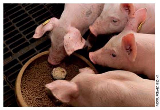 Weaning piglets without antibiotics - Image 1