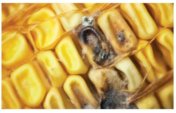 The importance of modified forms of mycotoxins - Image 1