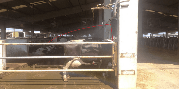 The experience of intensive cooling the cows in Turkey the case of Ozlem dairy farm - Image 7