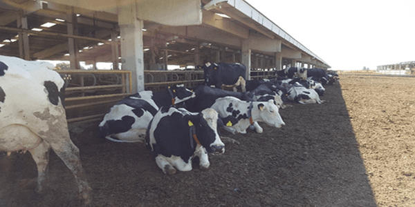 The experience of intensive cooling the cows in Turkey the case of Ozlem dairy farm - Image 8