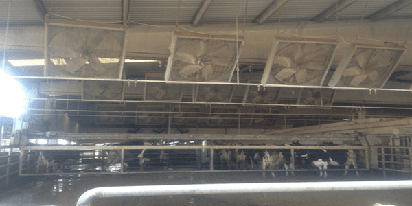 The experience of intensive cooling the cows in Turkey the case of Ozlem dairy farm - Image 5