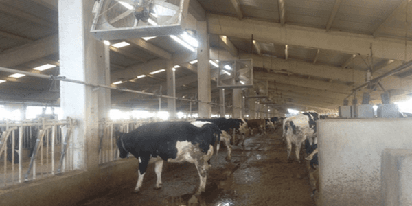 The experience of intensive cooling the cows in Turkey the case of Ozlem dairy farm - Image 6