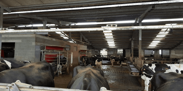 Cooling cows in robotic dairy farms. The case of Bandioli farm, Italy - Image 4