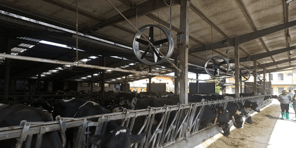 Cooling cows in robotic dairy farms. The case of Bandioli farm, Italy - Image 6