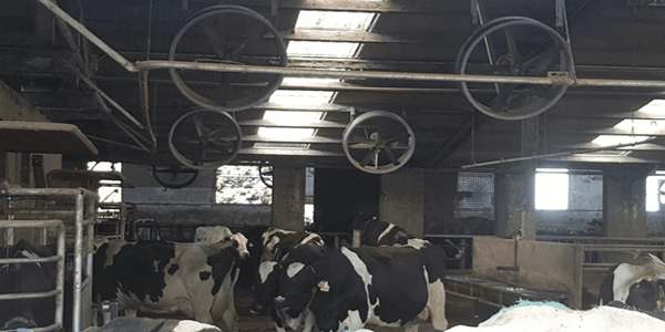 Cooling cows in robotic dairy farms. The case of Bandioli farm, Italy - Image 5