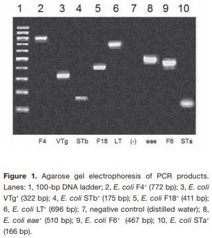 Frequency of virulence genes of Escherichia coli among newborn piglets from an intensive pig farm in Argentina - Image 2