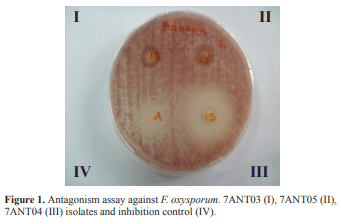 Antimicrobial activity of extracellular metabolites from antagonistic bacteria isolated from potato (Solanum phureja) crops - Image 1