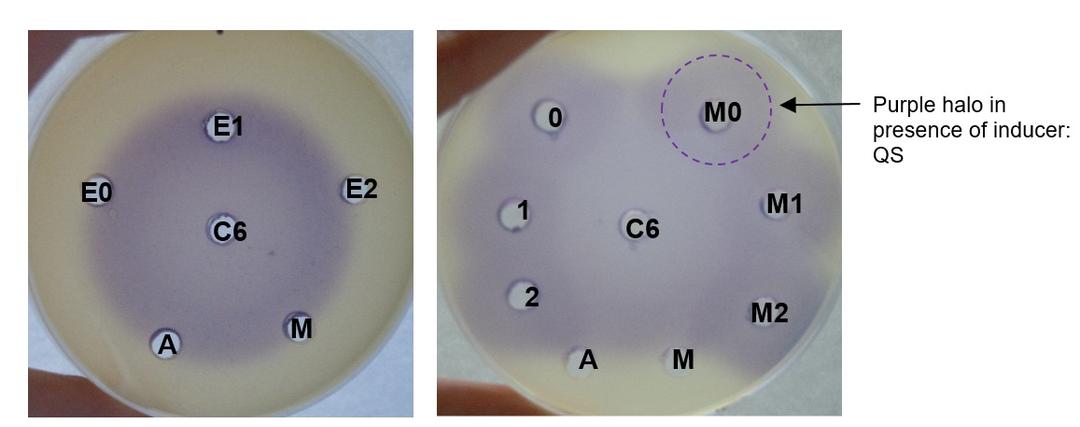 Bacillus amyloliquefaciens CECT 5940 (Ecobiol®) expresses quorum quenching activity - Image 3