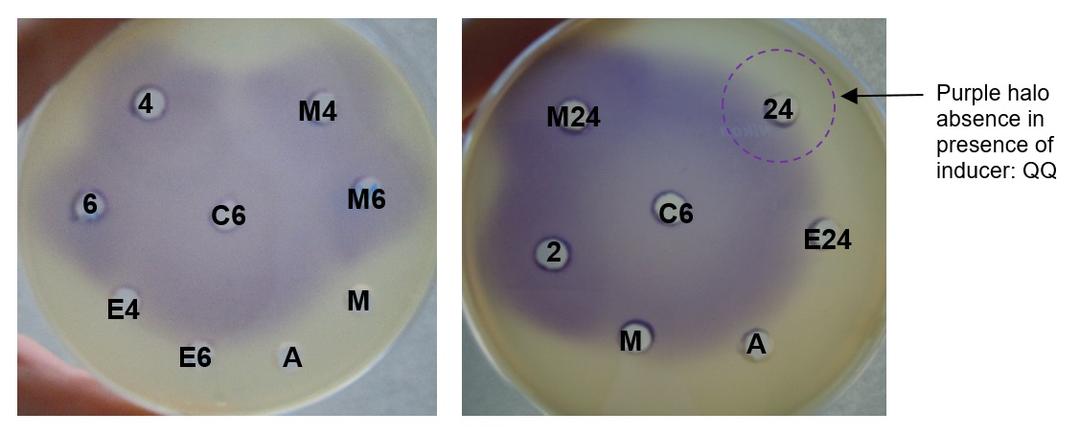 Bacillus amyloliquefaciens CECT 5940 (Ecobiol®) expresses quorum quenching activity - Image 4
