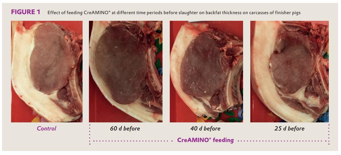 CreAMINO® improves growth performance and carcass quality of finisher pigs - Image 5
