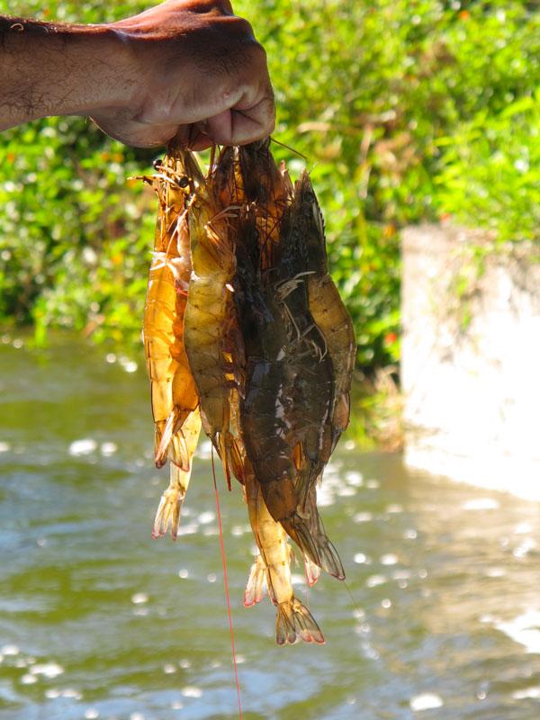 Preventive measures in aquaculture: How to better protect our crops - Image 2