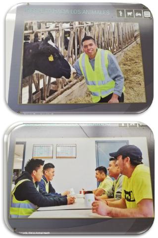 Animal Welfare and Dairy Management - Image 10