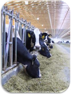 Animal Welfare and Dairy Management - Image 15