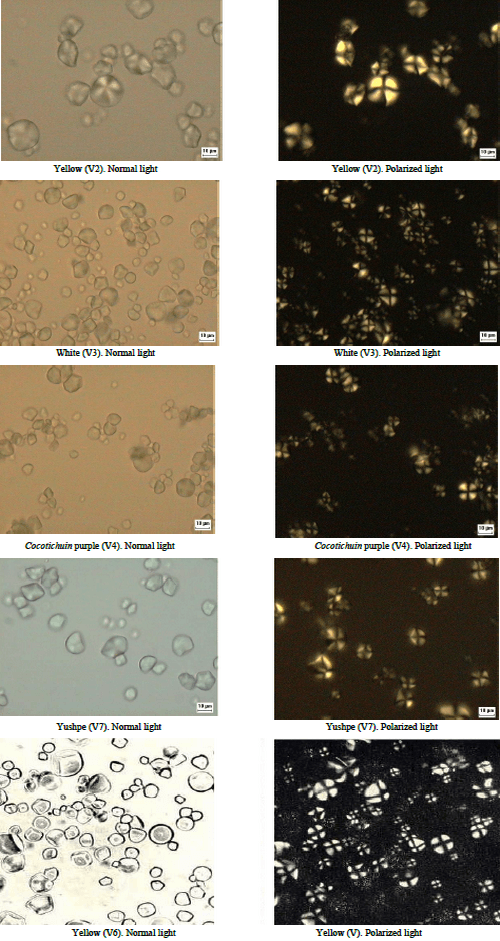 Extraction and Characterization of Starch Fractions of Five Phenotypes Pachyrhizus tuberosus (Lam.) Spreng - Image 6