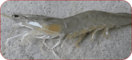 Functionary Properties of Hepatopancreas in Shrimp & Its Protection for Success of Culture - Image 7