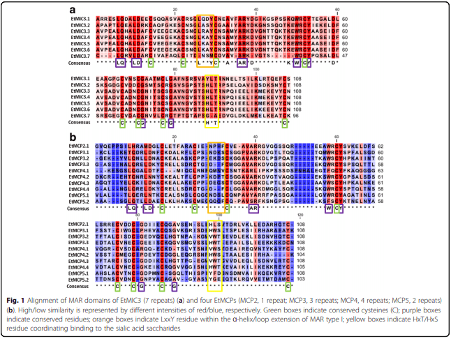 Characterization of novel microneme adhesive repeats (MAR) in Eimeria tenella - Image 3
