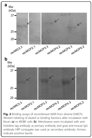 Characterization of novel microneme adhesive repeats (MAR) in Eimeria tenella - Image 5