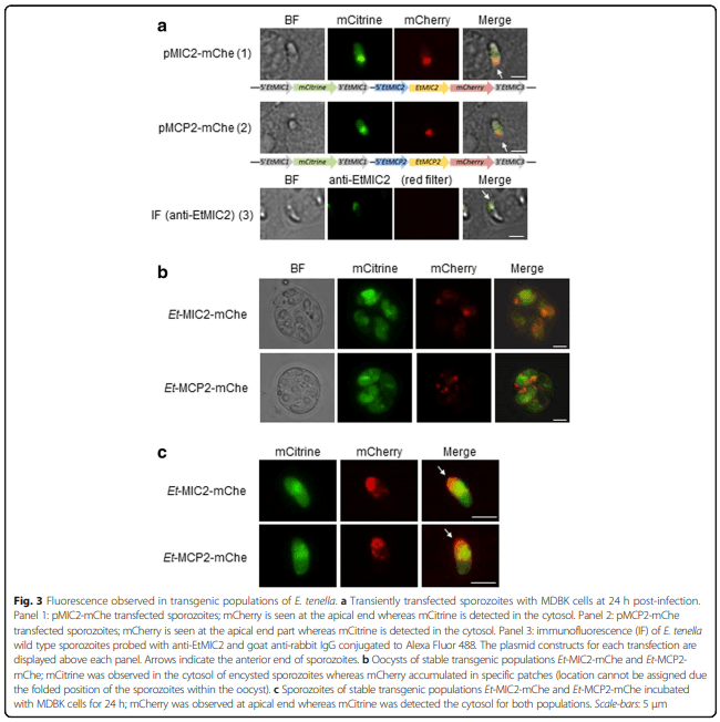 Characterization of novel microneme adhesive repeats (MAR) in Eimeria tenella - Image 6