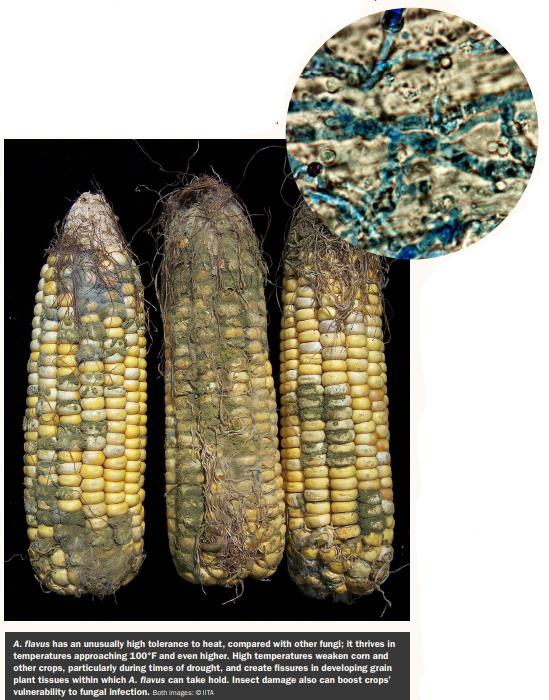 Breaking the Mold: New Strategies for Fighting Aflatoxins - Image 3