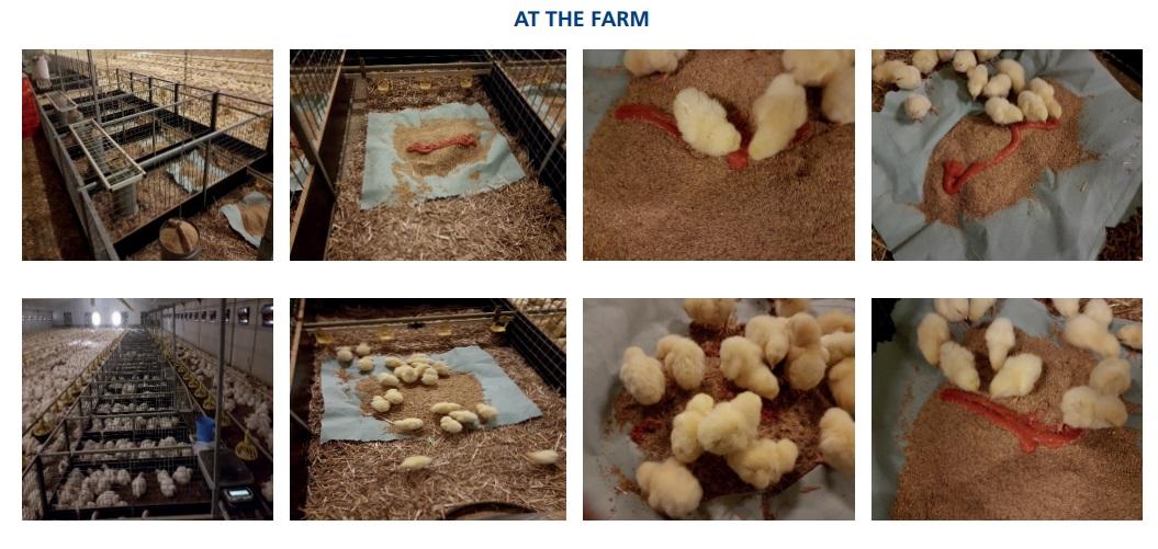 Effects of moment of hatch and early feed access with Vitalite Energy Chick on performance and histology of commercial broilers - Image 2