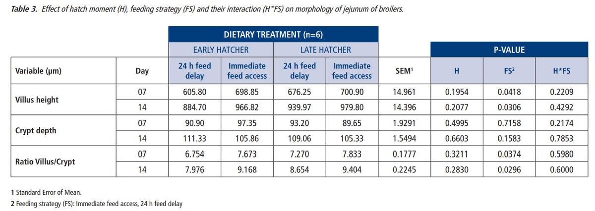 Effects of moment of hatch and early feed access with Vitalite Energy Chick on performance and histology of commercial broilers - Image 5