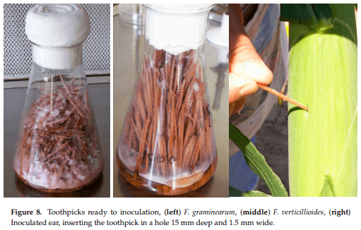 A New Concept to Secure Food Safety Standards against Fusarium Species and Aspergillus Flavus and Their Toxins in Maize - Image 17
