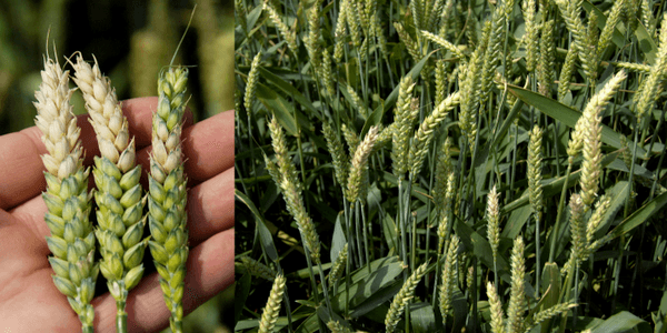 Identification and Control of Fusarium Head Blight (Scab) of Wheat in Georgia - Image 4