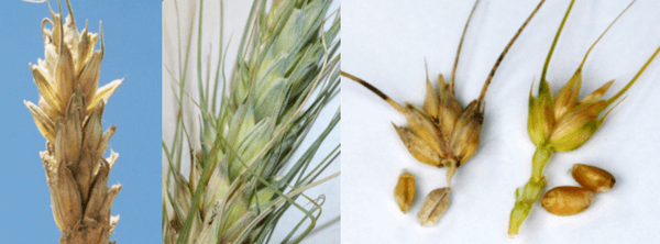 Identification and Control of Fusarium Head Blight (Scab) of Wheat in Georgia - Image 5
