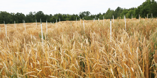 Identification and Control of Fusarium Head Blight (Scab) of Wheat in Georgia - Image 7