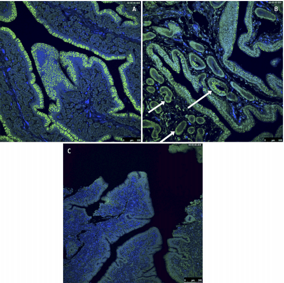 Evaluation of the presence of avian influenza receptors in oviducts of forced moulting birds using immunofluorescence - Image 2