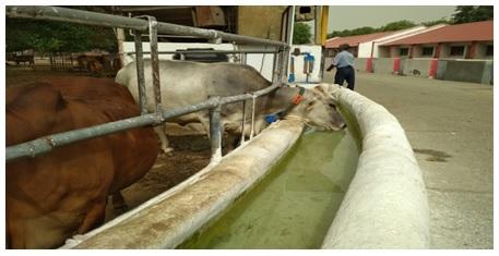 Feeding Behaviour of Dairy Animals - Image 5