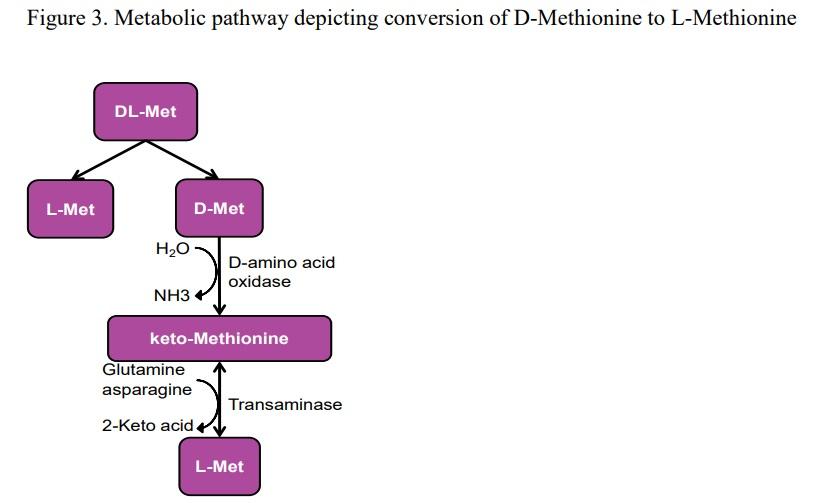 Selecting the Correct Methionine Source – A Key Index for Successful Pig Production - Image 4