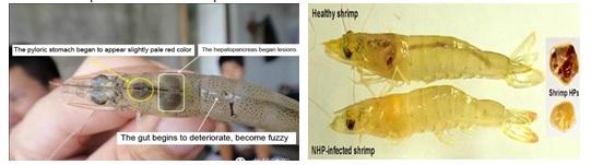 Importance of Feed Additive “Bile Acid” in Shrimp Nutrition and its Functionary Properties for Sustainable Culture Practice - Image 7