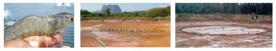 Impact of Pond Waste (Sludge) and its Management for Sustainable Vannamei Shrimp Culture Practice - Image 1