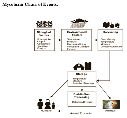 Mycotoxins: Still present threat to Poultry Industries? - Image 3